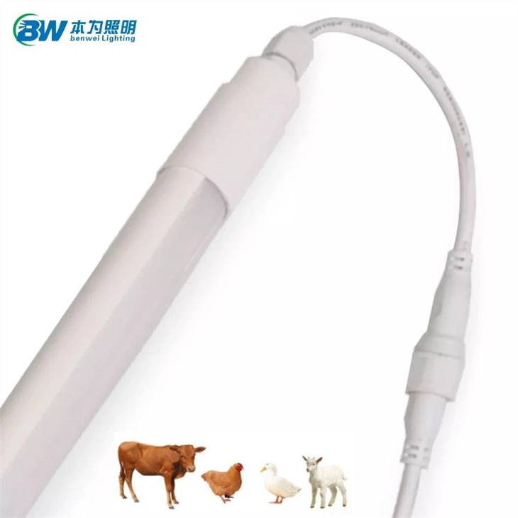 led lighting for dairy cows