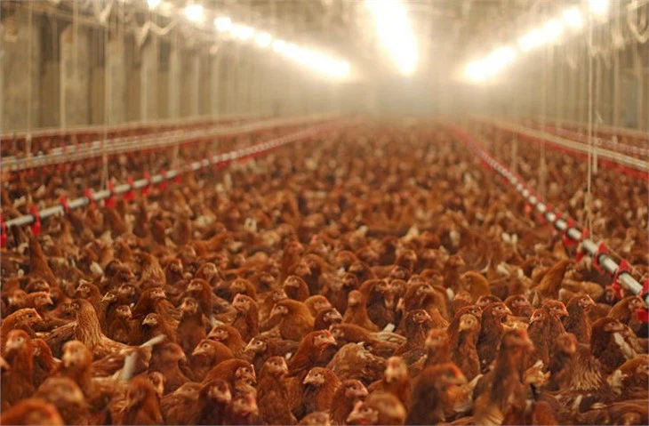 best lighting program for broilers