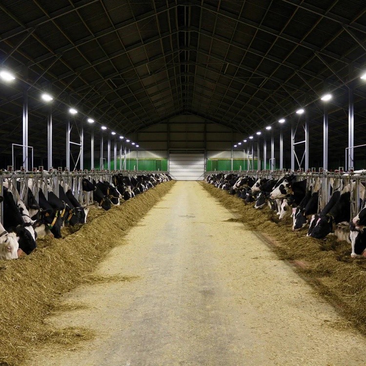 Cow led lamp